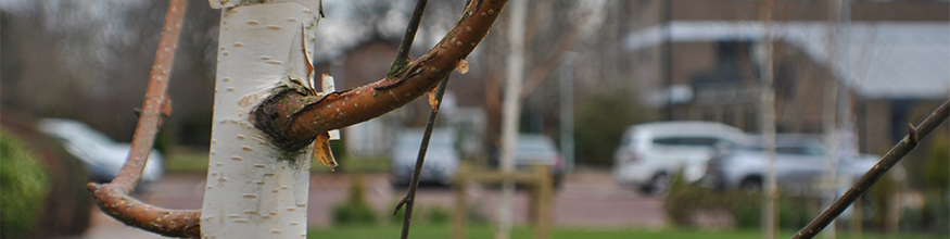 paper birch trees at hope park campus